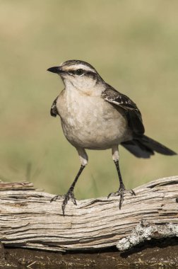 White banded mockingbird in spinal forest environment , Pampas, Argentina. clipart