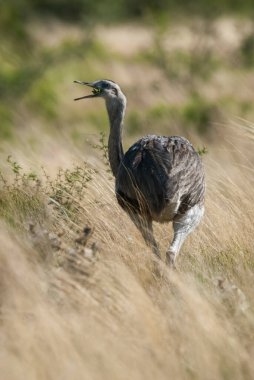 Büyük Rhea piliçlerle, Rhea americana, Pantanal, Brezilya