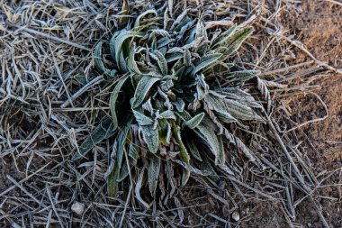 Soğuk bir sabahta çimlerde buz, La Pampa Eyaleti, Patagonya, Arjantin.