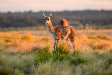 Guanaco baby in Pampas grass environment, La Pampa, Patagonia, Argentina. clipart