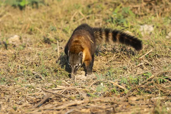 Güney Amerika Koati, böcekler aranıyor, Pantanal, Brezilya