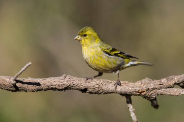 Black chinned Siskin, Spinus barbatus, in Calden Forest environment, La Pampa, Argentina. clipart