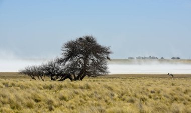 Strong wind blowing in a salt flat in La Pampa province, Patagonia, Argentina. clipart