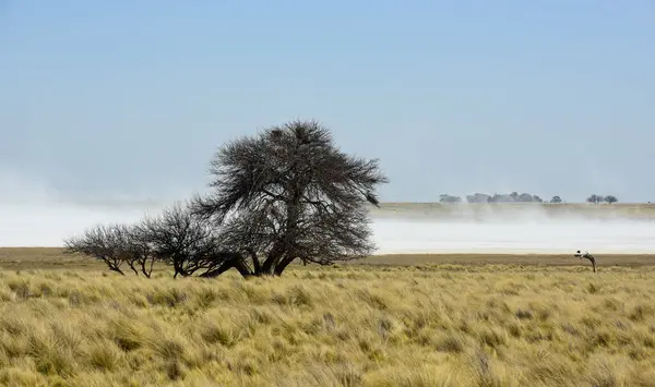 stock image Strong wind blowing in a salt flat in La Pampa province, Patagonia, Argentina.