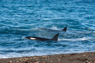 Killer Whale, Orca, hunting a sea lion pup, Peninsula Valdes, Patagonia Argentina