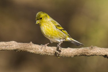 Kara çeneli Siskin, Spinus barbatus Calden Ormanı, La Pampa, Arjantin.