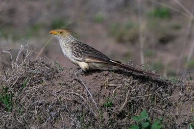 Calden Ormanı 'nda Guira Cuckoo, La Pampa, Patagonya, Arjantin