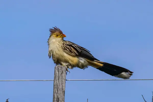 stock image Guira Cuckoo in Calden Forest environment, La Pampa, Patagonia,  Argentina