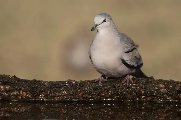 stock image Picui Ground Dove,  Columbina picui, Calden forest, La Pampa, Argentina