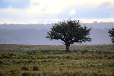 Pampas ağacı manzarası, La Pampa ili, Patagonya, Arjantin.