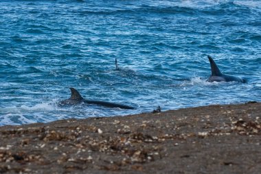 Killer Whale, Orca, hunting a sea lion pup, Peninsula Valdes, Patagonia Argentina