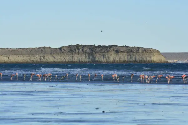 stock image Flamingos feeding at low tide,Peninsula Valdes,Patagonia, Argentina