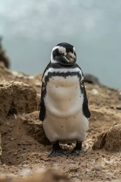 stock image Magellanic penguin, Caleta Valdes, peninsula Valdes, Chubut Province, Patagonia Argentina