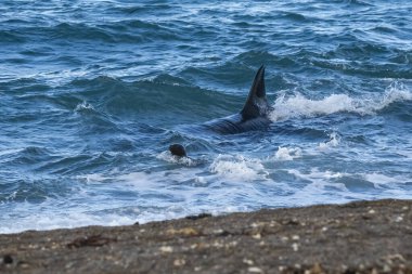 Killer Whale, Orca, hunting a sea lion pup, Peninsula Valdes, Patagonia Argentina