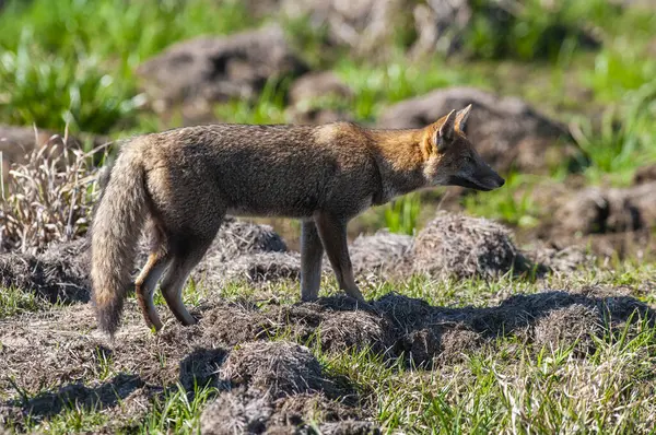 stock image Grey fox in Ibera Marsh National Park environment, Corrientes Province, Argentina.