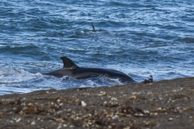 Killer Whale, Orca, hunting a sea lion pup, Peninsula Valdes, Patagonia Argentina