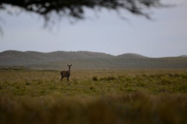 Pampas Çimen Ortamı, Arjantin, Parque Luro, Doğa Koruma Alanı