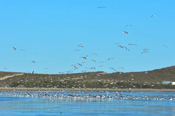 stock image Gulls flock in flight at low tide,Peninsula Valdes,Patagonia, Argentina