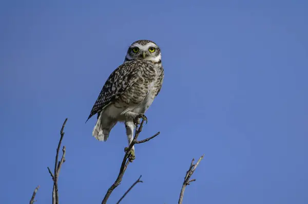 stock image Burrowing Owl perched, La Pampa Province, Patagonia, Argentina.