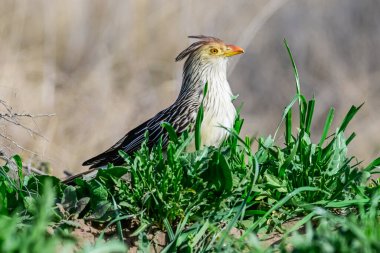 Calden Ormanı 'nda Guira Cuckoo, La Pampa, Patagonya, Arjantin