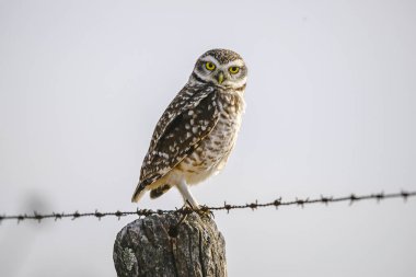 Burrowing Owl perched, La Pampa Province, Patagonia, Argentina. clipart