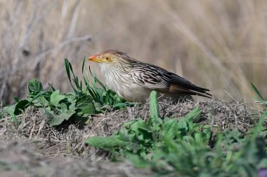 Calden Ormanı 'nda Guira Cuckoo, La Pampa, Patagonya, Arjantin