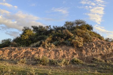 Çöl çevresi, La Pampa ili, Patagonya, Arjantin.