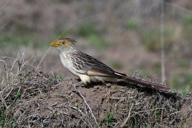 Calden Ormanı 'nda Guira Cuckoo, La Pampa, Patagonya, Arjantin