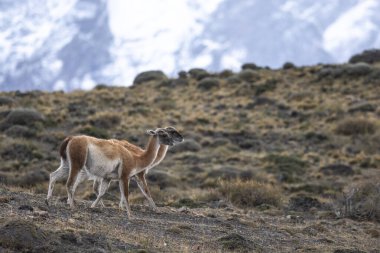 Andes dağlarında Guanacos, Torres del Paine Ulusal Parkı, Patagonya, Şili.