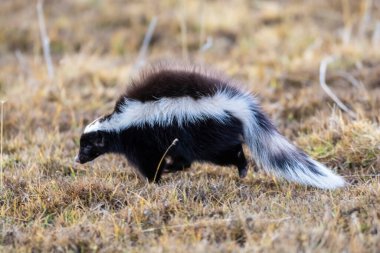 Domuz burunlu kokarca, Conepatus humboldtii, Torres del Paine Ulusal Parkı, Şili