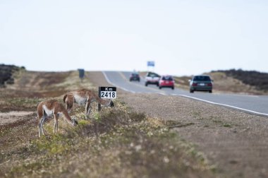 Guanacos crossing a route in Argentine Patagonia