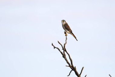 American Kestrel, Falco Sparverius, La Pampa Eyaleti, Patagonya, Arjantin.
