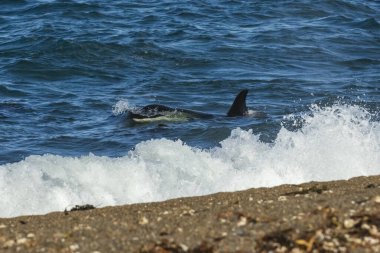 Killer Whale, Orca, hunting a sea lion pup, Peninsula Valdes, Patagonia Argentina