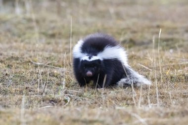 Domuz burunlu kokarca, Conepatus humboldtii, Torres del Paine Ulusal Parkı, Şili