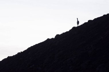 Andes dağlarında Guanacos, Torres del Paine Ulusal Parkı, Patagonya, Şili.