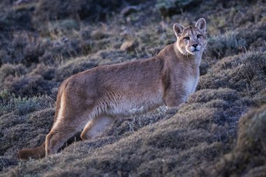 Puma dağda yürüyor, Torres del Paine Ulusal Parkı, Patagonya, Şili.