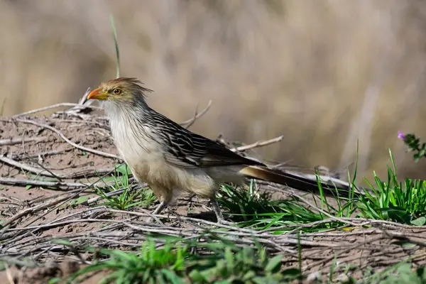 stock image Guira Cuckoo in Calden Forest environment, La Pampa, Patagonia,  Argentina