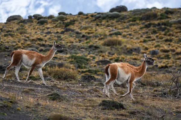 Andes dağlarında Guanacos, Torres del Paine Ulusal Parkı, Patagonya, Şili.