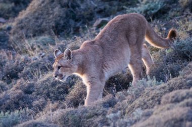 Puma dağda yürüyor, Torres del Paine Ulusal Parkı, Patagonya, Şili.