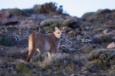 Puma dağda yürüyor, Torres del Paine Ulusal Parkı, Patagonya, Şili.