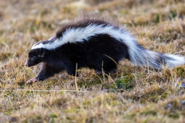Domuz burunlu kokarca, Conepatus humboldtii, Torres del Paine Ulusal Parkı, Şili