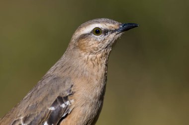Beyaz kuşaklı Alaycı Kuş. Mimus triurus, Calden Ormanı, La Pampa, Arjantin