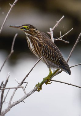 Çizgili balıkçıl, Butorides striata, Ansenuza Ulusal Parkı, Cordoba Eyaleti, Arjantin.