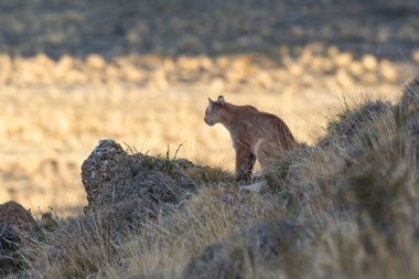 Puma dağda yürüyor, Torres del Paine Ulusal Parkı, Patagonya, Şili.