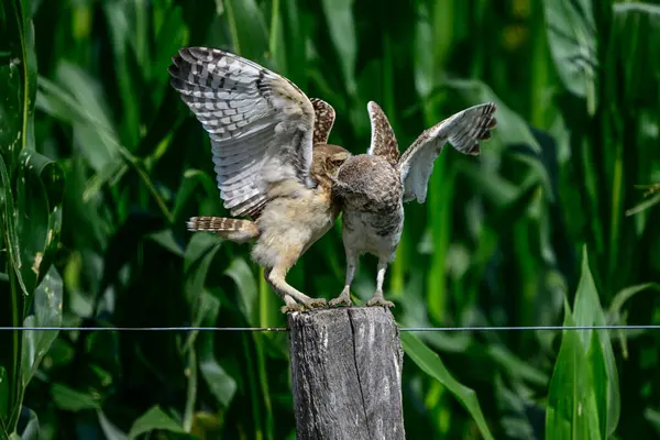 stock image Burrowing Owl in flight, La Pampa Province, Patagonia, Argentina.