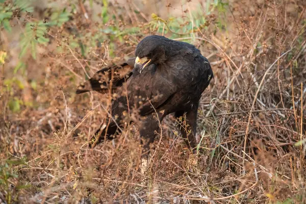 stock image Great black hawk, in Pantanal Forest environment, Brazil. (Buteogallus urubitinga)