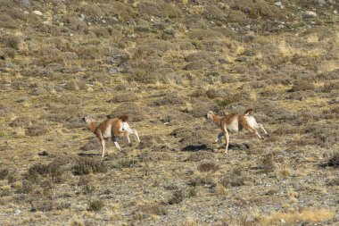 Guanacos aceleyle And Dağları 'nda Torres del Paine Ulusal Parkı, Patagonya, Şili.
