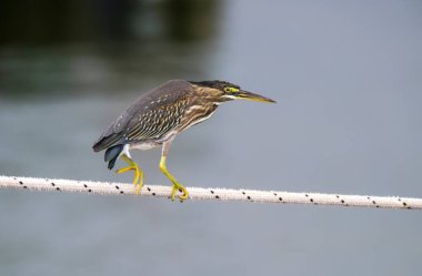 Çizgili balıkçıl, Butorides striata, Ansenuza Ulusal Parkı, Cordoba Eyaleti, Arjantin.