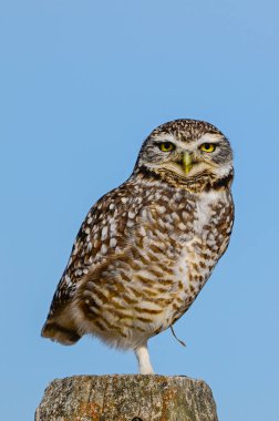 Kazan Baykuş, La Pampa Eyaleti, Patagonya, Arjantin.