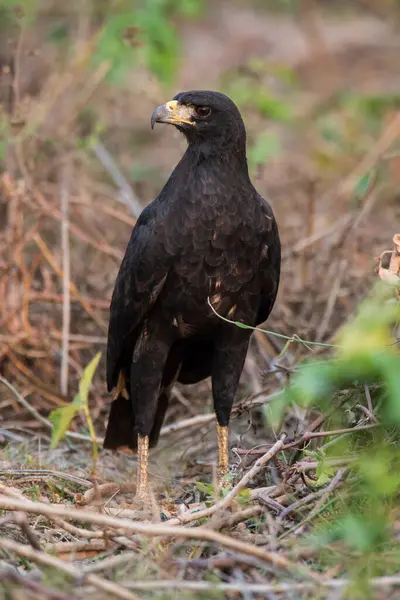 stock image Great black hawk, in Pantanal Forest environment, Brazil. (Buteogallus urubitinga)